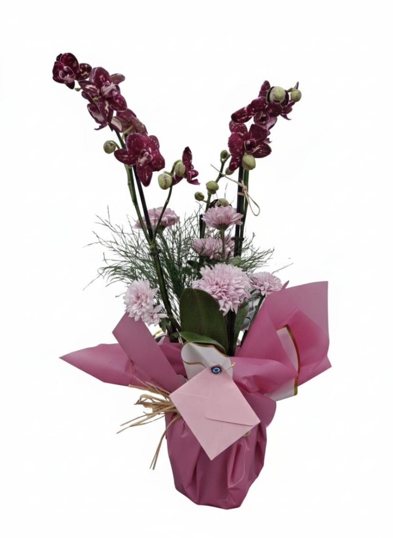 Bordo Orkide