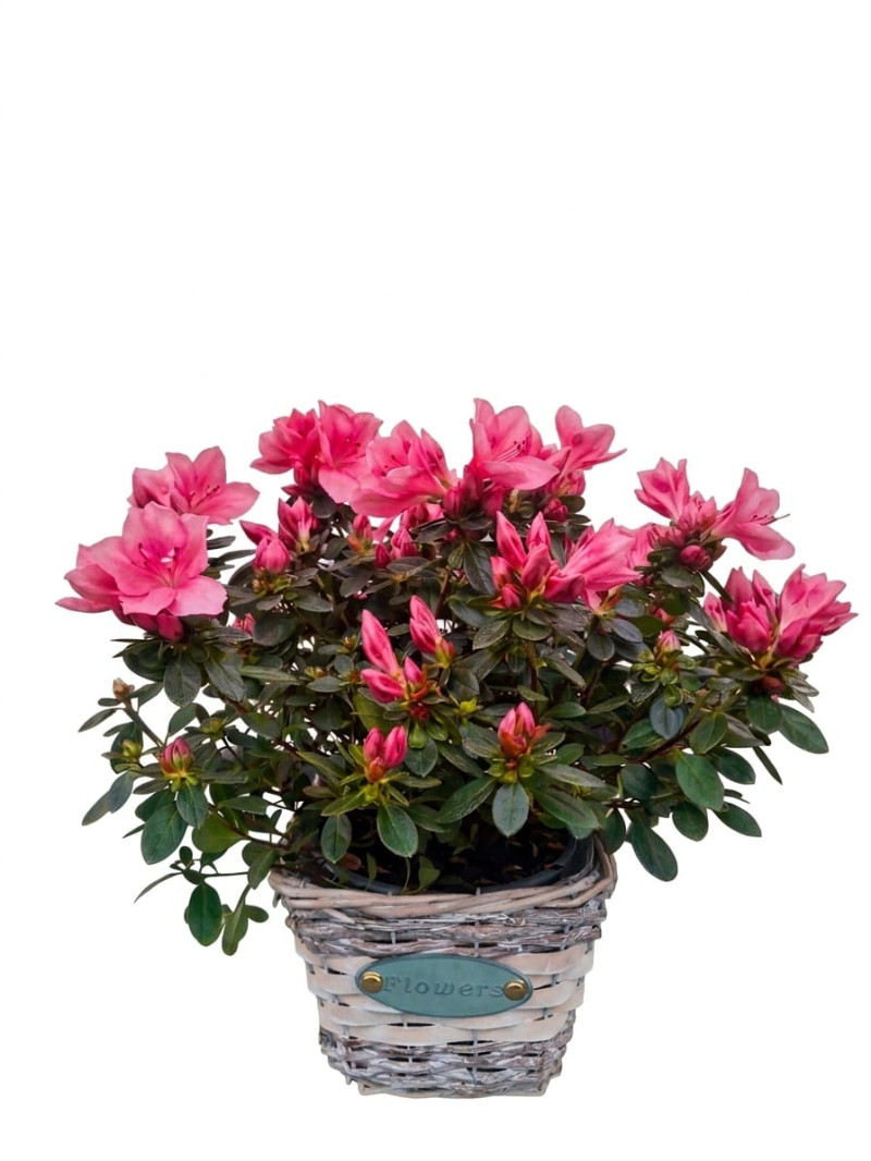 Pembe Açelya